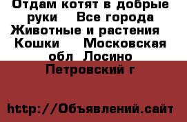 Отдам котят в добрые руки. - Все города Животные и растения » Кошки   . Московская обл.,Лосино-Петровский г.